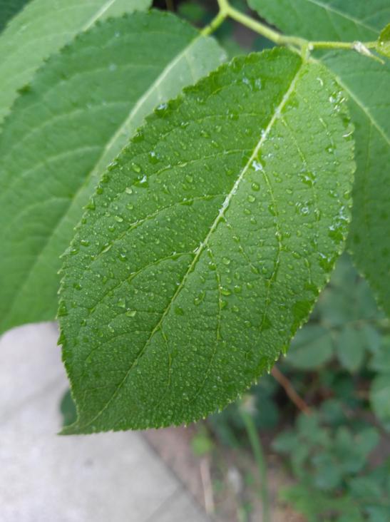 用徕卡双摄见证实力!华为P9微距样张解析